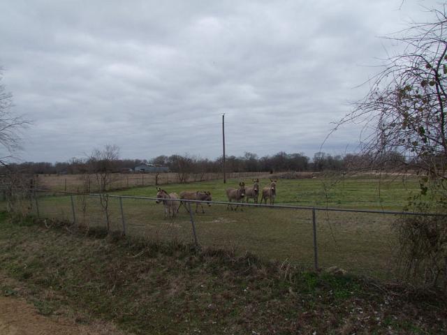 033-Little Donkeys.jpg